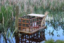 Duckling creep feeder in place on the wetland