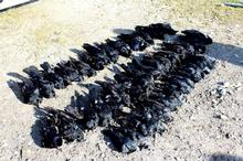 Part of a good bag of Spring corvids 