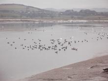 With ice stacked up behind them the wildfowl wait for their daily feed