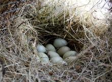 3 weeks later 73% of these Hen Houses are already in use. Here's nest tube 12 with a full clutch  