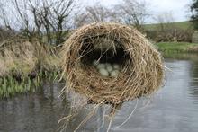 The first new eggs of 2014 on another WWA wetland (14 ducklings emerged from this hen house)