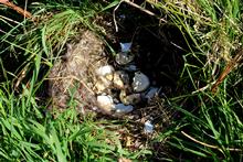 A mallard ground nest..all safely hatched 