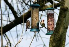 Goldfinches on the feeding station