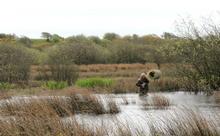 Stotty up to his waist in the 'Wet Meadow': the site for 2 duck nest tubes on the National Trust Reserve