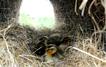 Ducklings in a WWA nest tube Ducklings in a WWA nest tube